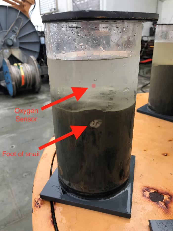 A benthic core taken from the Chukchi sea with the oxygen sensor and even a snail visible from under the Plexiglas.