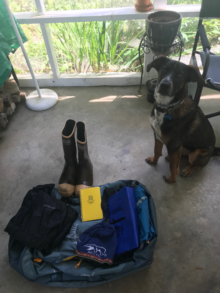 Ranger spends her one year birthday helping me pack.