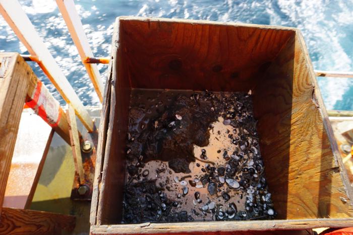 The contents of the sieve box as the mud is being washed from the sample.