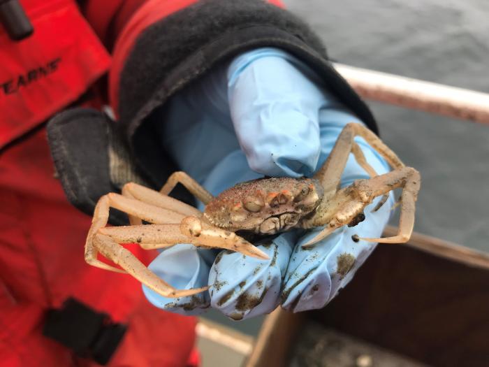 A Snow Crab is pulled from the Van Veen grab on the Healy.