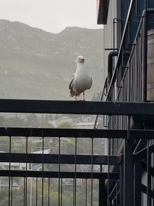 Hungry Sea Gull