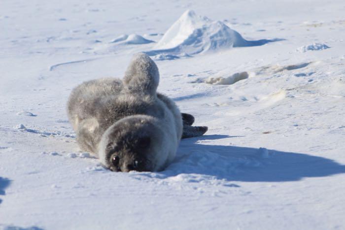 Seal Pup