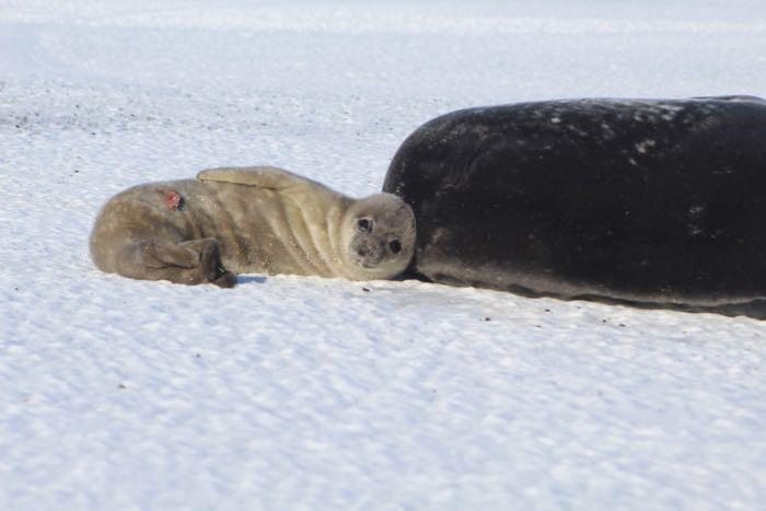 Weddell Seal Pup