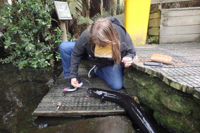 Feeding Eels