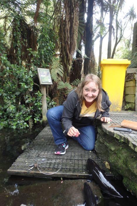 Feeding Eels