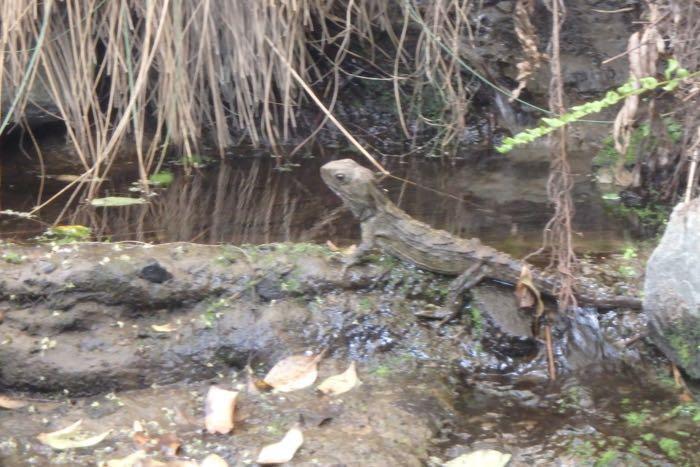 A Rare Tuatara