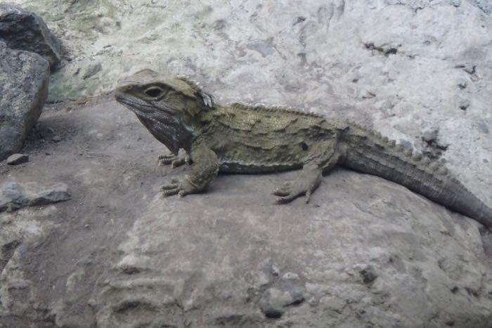 Sunning Tuatara