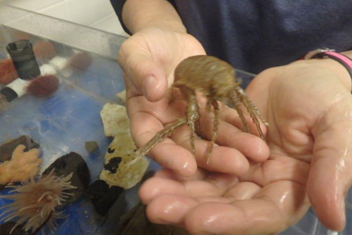 An isopod the size of my hand!