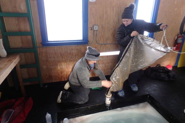 Pulling up the plankton net