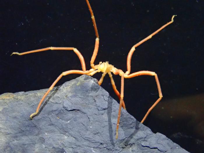 Sea spider on a rock