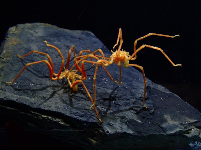 Male and female sea spider on rock. The male is carrying small orange eggs.