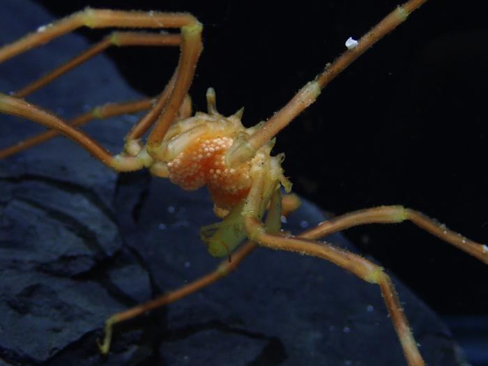 Male sea spider carrying eggs.