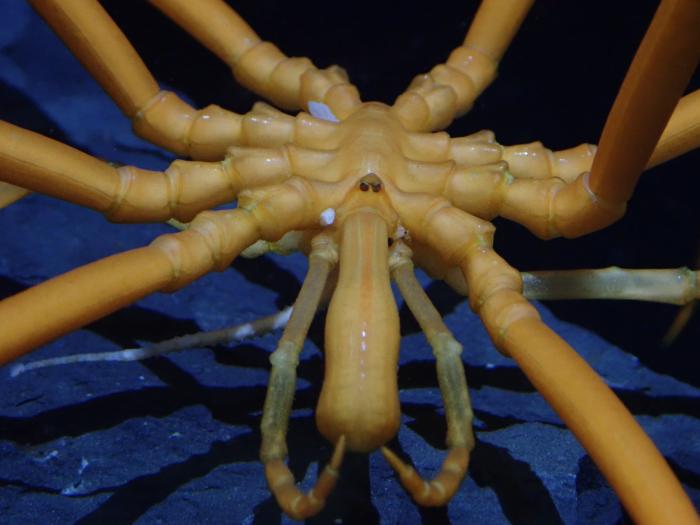 Close up of a sea spider showing the eyes, proboscis, and chelicerae