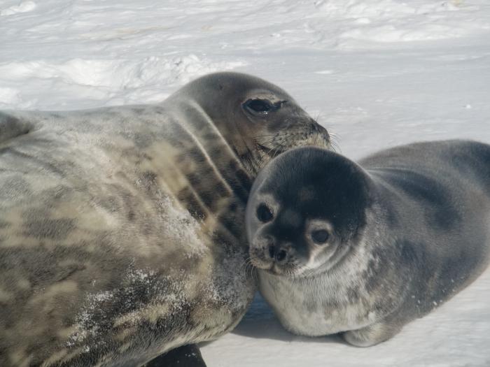 Weddell seal and pup on ice