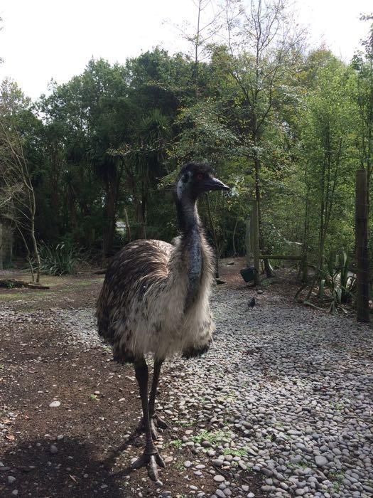 An emu