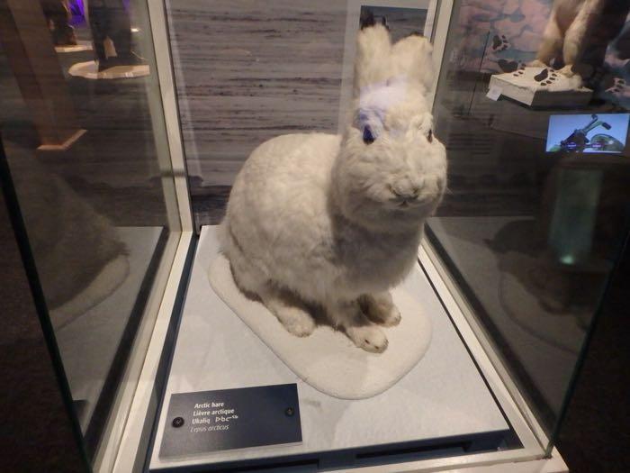 Snowshoe hare in Canterbury museum Arctic Voices exhibit