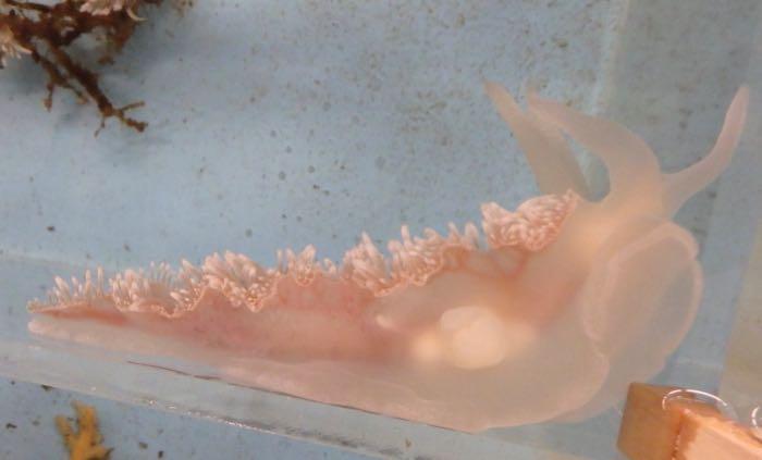 A nudibranch in the Crary aquatic lab