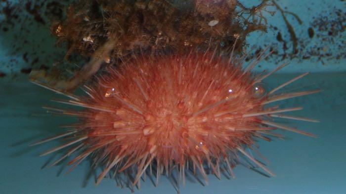 Sea urchin in a tank