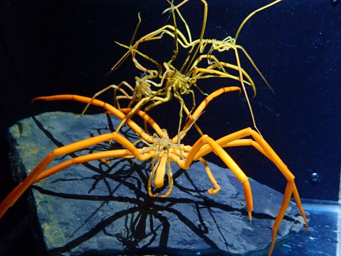 Sea spiders stacked on top of one another.