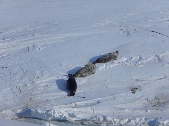 Seals lying on the sea ice