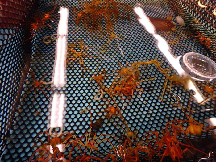 Sea spiders and nudibranch egg cases in a tank of water