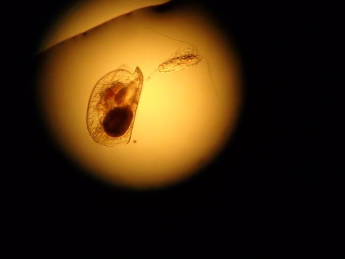 Zooplankton-barnacle larvae and a copepod