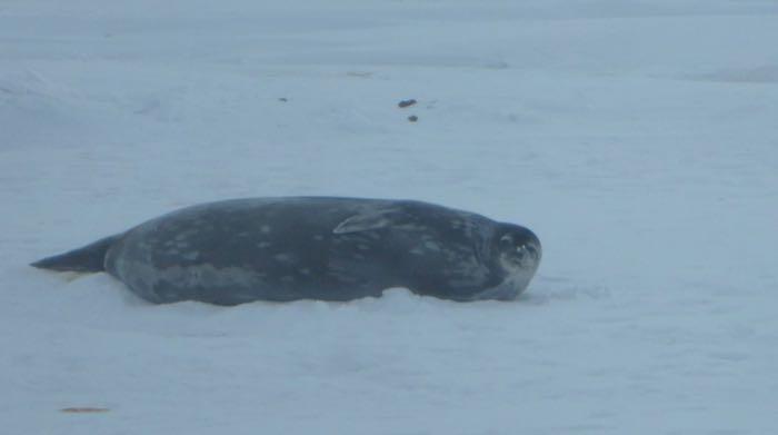 Weddell seal looks up while lying on the ice