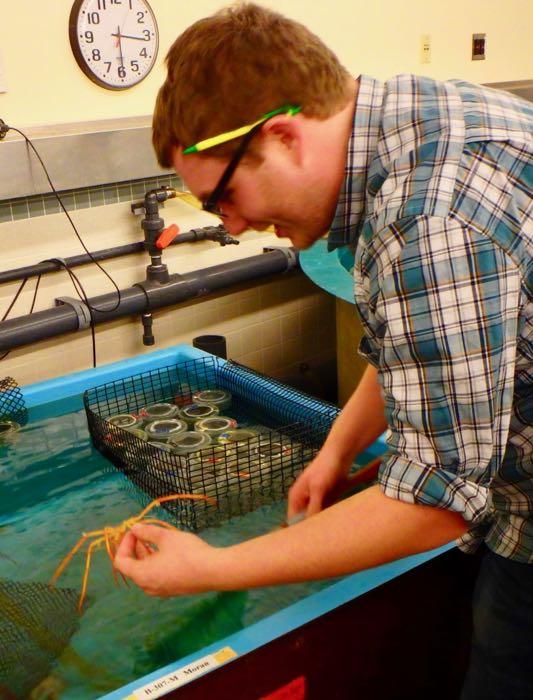 Graham Lobert holds a sea spider over a tank of water.