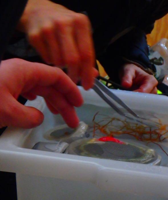 Looking at sea spiders in a white tub