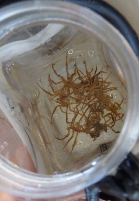 *nymphon* sea spiders in a container