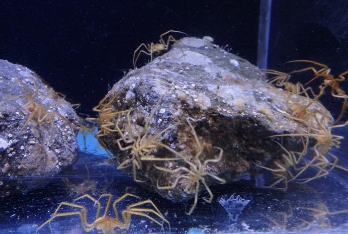 Sea spiders on a rock