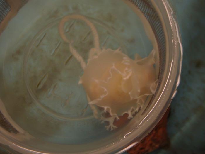 Nudibranch laying an egg mass