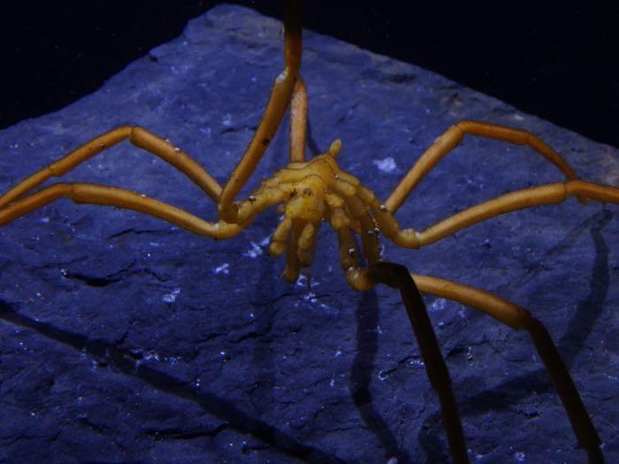 Sea spider on a rock