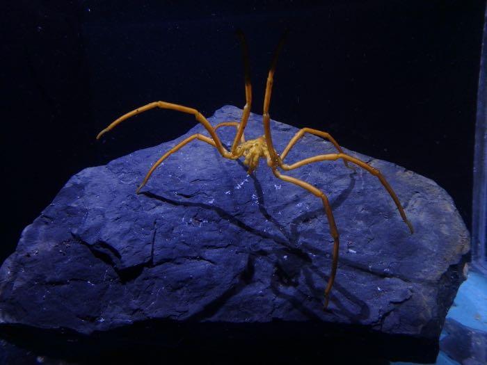 Sea spider on a rock with two of its legs raised