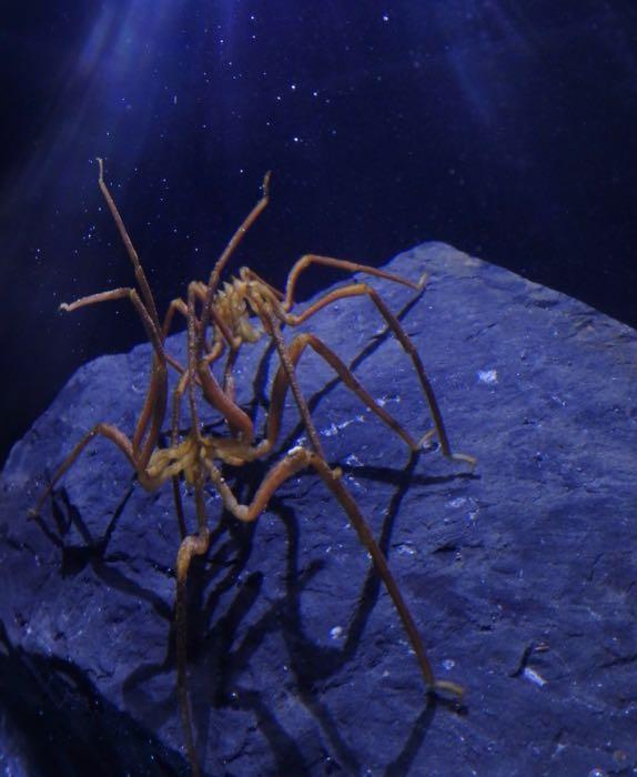 Two sea spiders on a rock