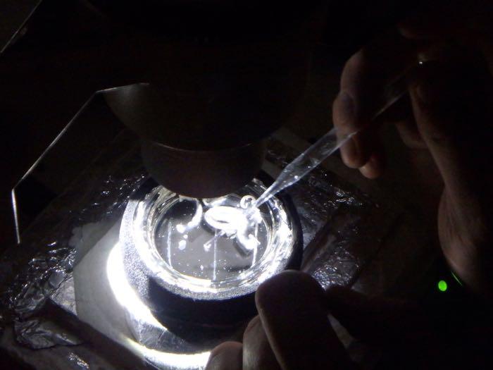 dish holding a nudibranch egg mass under a microscope