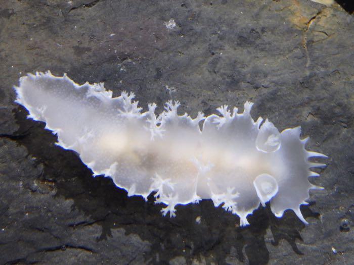 Nudibranch on a rock