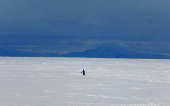 Adélie penguin on the sea ice