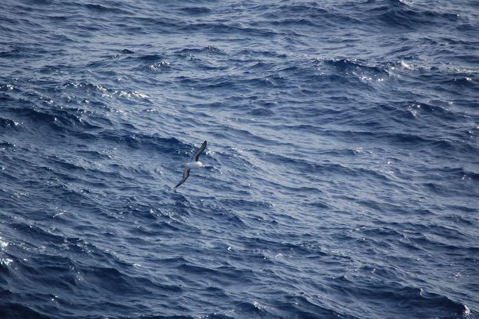 Albatross flying over the ocean