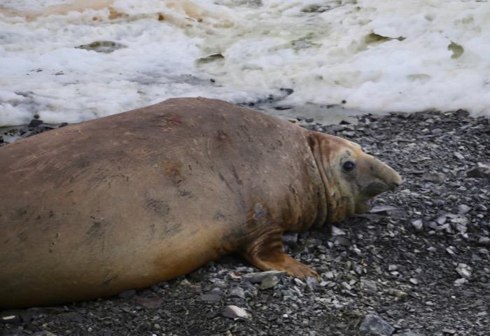 An elephant seal on Edwards Island #4, Antarctica