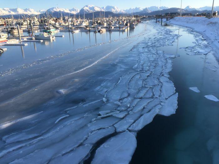 Thin sea ice in Homer Harbor