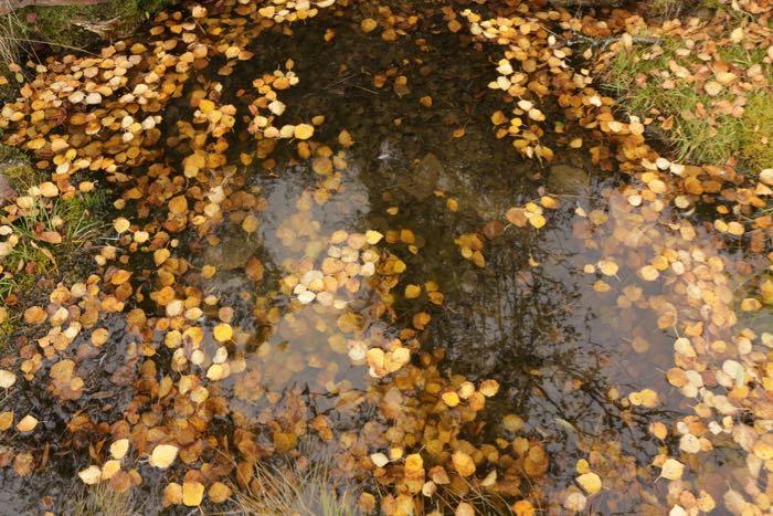 Yellow birch leaves in a pool of water