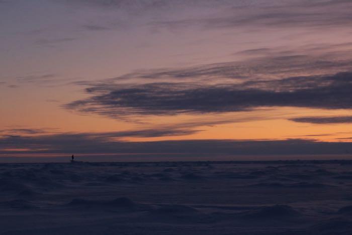 Polar bear guard in distance