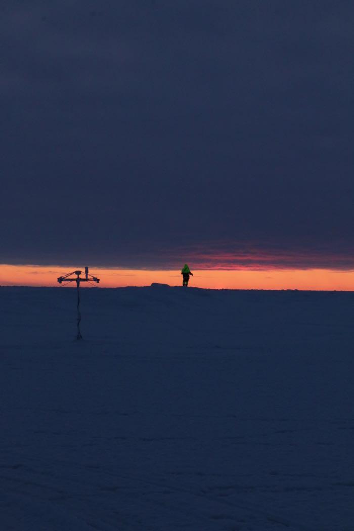 Polar bear guard at sunset