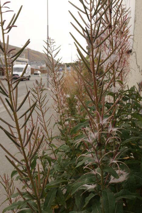 Tall (fireweed) plants with fall leaves and seed pods on the sidewalk.