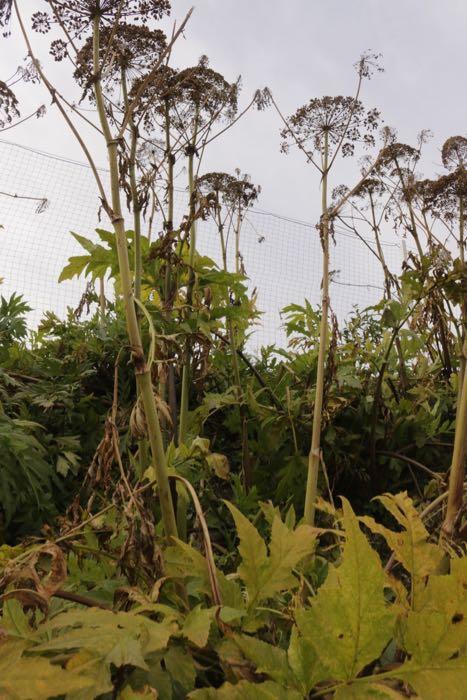 Tall plants with big leaves and umbrella-shaped seed heads.