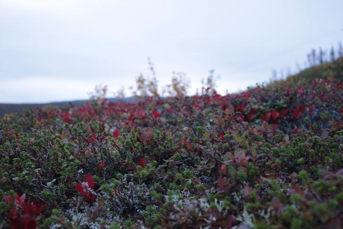 Low tundra plants and the horizon.