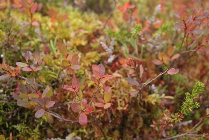 Low plants against a mossy background