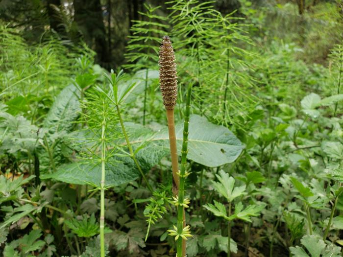 Wild plants