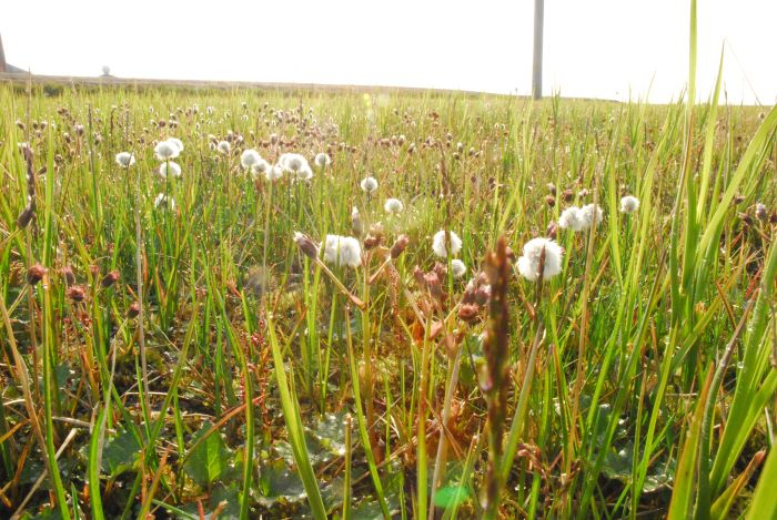 Tundra plants